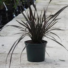 Platts Black Flax Lily Plants (Phormium Platts Black) 4